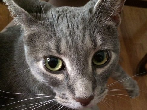 A grey short haired cat named Cleo.